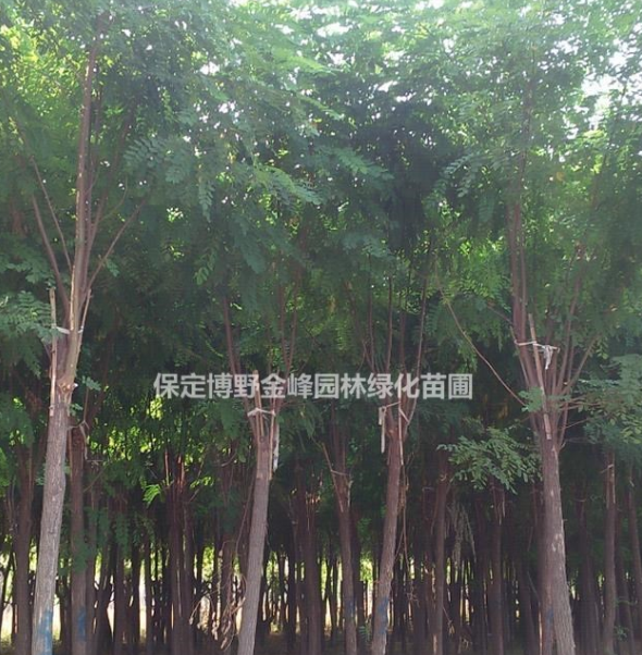 刺槐供應