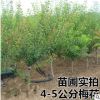 紅梅臘梅綠梅 造型盆景烏梅 骨里紅美人梅素心臘梅花樹苗庭院盆栽