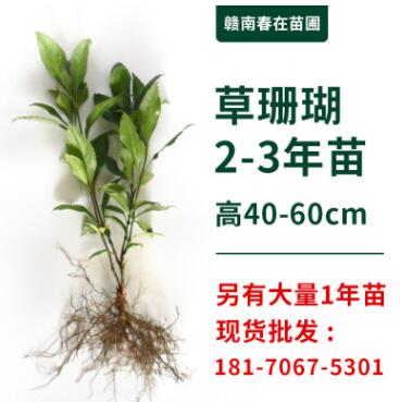 草珊瑚苗種子批發供應種植技術接骨木九節茶森林套種經濟植物