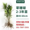 草珊瑚苗種子批發供應種植技術接骨木九節茶森林套種經濟植物