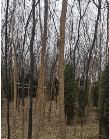 國槐苗，山西老國槐樹，笨國槐哪里有，哪里的國槐苗多