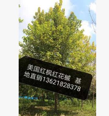 美國紅楓 紅花槭批發工程基地直銷 行道樹 量大優惠