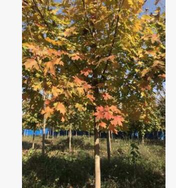 復葉槭 5-15公分批發工程基地直銷 行道樹 量大優惠