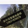 彩葉豆梨樹苗批發 春觀花、夏觀果、秋后賞紅葉彩葉豆梨樹苗