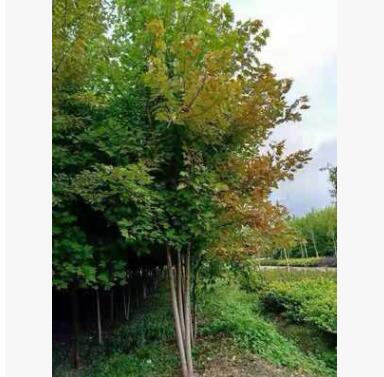美國紅楓 秋火焰 叢生苗 基地直銷 量大價優