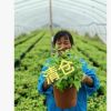 供應街道綠化火焰南天竹，園藝場批發||東方紅南天竹