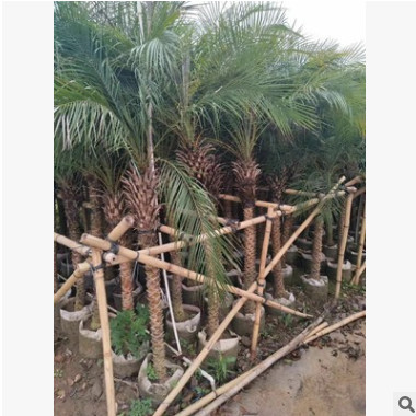 美麗針葵 袋苗 市政綠化苗木 中山花木基地