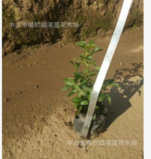 基地批發 綠草苗　擺字植物