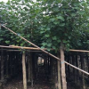 園林綠化苗木黃槿供應 多種規格移植成活率高基地直銷量大從優