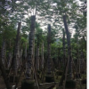 基地直銷南洋楹，價格優惠，品種規格齊全，綠化行道樹