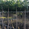 基地供應大量優質芒果樹批發果樹苗 芒果苗 芒果樹苗