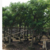 基地直銷黃槐樹苗 工程綠化公園風(fēng)景樹 優(yōu)質(zhì)移栽黃槐