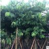 風(fēng)景樹大葉紫薇 園林景觀綠化工喬木出售 多規(guī)格紫薇樹供應(yīng)