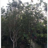 基地直銷叢生四季桂 規(guī)格齊全 觀賞花卉四季桂批發(fā)