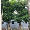 基地供應(yīng)重陽木 各種苗木基地直銷 優(yōu)質(zhì)重陽木批發(fā)