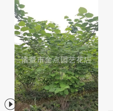 紫荊 蕭山 基地 直銷 木槿 臘梅 綠化工程 市政園林 大量批發
