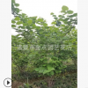 紫荊 蕭山 基地 直銷 木槿 臘梅 綠化工程 市政園林 大量批發