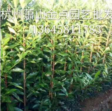 珊瑚樹 基地批發 法國冬青 綠籬 品種 規格齊全 青珊瑚
