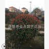 紅葉石楠球 基地直銷優質 紅葉石楠各種規格 綠化工程大量批發