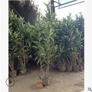 法國冬青 杭州蕭山 法國冬青 青珊瑚 批發各種規格 綠化 價優