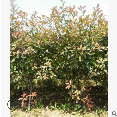 紅葉石楠籬笆 蕭山農戶直銷 紅葉石楠柱子小毛球各種規格批發價優