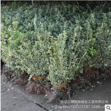 基地批發(fā) 金邊冬青 金邊黃楊 金邊冬青球 品種齊全