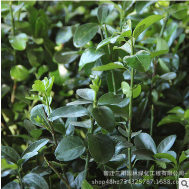 基地批發(fā)優(yōu)質(zhì)大葉黃楊 大葉黃楊球 冬青 四季常青