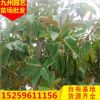 橡皮榕 規格齊全苗木基地批發。廠家直銷行道庭院園林景觀綠化