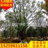 樸樹移植苗 基地直供 綠化苗木工程綠化苗基地 規格全