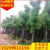 福建香樟 規格齊全苗木基地批發