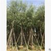 廠家直銷垂柳樹 孤植例植皆可垂柳 基地直銷 優(yōu)質(zhì) 金絲垂柳