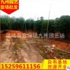福建楊梅樹批發 楊梅果樹供應 庭院果樹基地