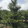 基地直銷水石榕 園林綠化工程供應(yīng) 綠化苗木水石榕批發(fā)