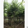 基地直銷洋紫荊 苗木行道樹 開花喬木道路綠化校園綠化