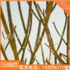 雞蛋花基地直銷蛋黃花批發 庭院園林綠化景觀苗木工程