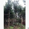 低價(jià)供應(yīng)綠化苗木海南蒲桃花木農(nóng)戶自家花場直銷寵物及園藝園林