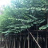 基地直銷宮粉紫荊 大量批發(fā) 園林景觀工程供應(yīng) 規(guī)格齊全