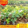 基地供應紅心 芭樂嫁接苗 批發綠色景觀工程園林別