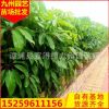 大葉傘 大葉傘袋苗 大葉傘移植苗 精品多桿大葉傘 叢生大葉傘袋苗