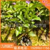 茉莉雙色花盆栽花卉鴛鴦茉莉批發(fā) 工程綠化觀賞農(nóng)戶基地直銷