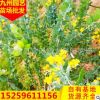 銀葉金合歡 庭院小區(qū)園林綠化苗木基地供應 珍珠相思環(huán)保綠化苗木