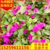 三角梅 多色系規(guī)格齊全漳州基地批發(fā)直銷行道庭院園林景觀綠化