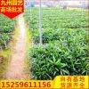 棕竹盆栽 福建種植基地大量批發(fā) 園林景觀工程綠化供應