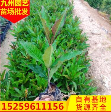 硬枝黃蟬小袋苗花卉盆栽批發 基地農戶直銷園林綠化景觀工程