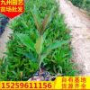 硬枝黃蟬小袋苗花卉盆栽批發 基地農戶直銷園林綠化景觀工程