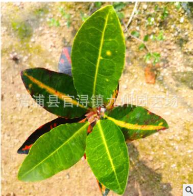 彩霞變葉木小袋苗花卉盆栽批發 基地農戶直銷園林綠化景觀工程