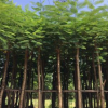 常年現貨供應紅花楹 多規格直銷批發 宏景園藝綠化工程樹苗木