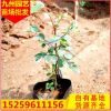 福建雪花木白雪公主基地直銷批發小區庭院園林綠化景觀工程苗木