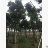基地直銷 海南紅豆 海紅豆 行道樹綠化批發