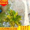 基地自銷變葉木 批發彩霞變葉木 大量供應灑金變色木盆栽
